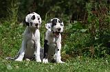 DOGUE ALLEMAND 245